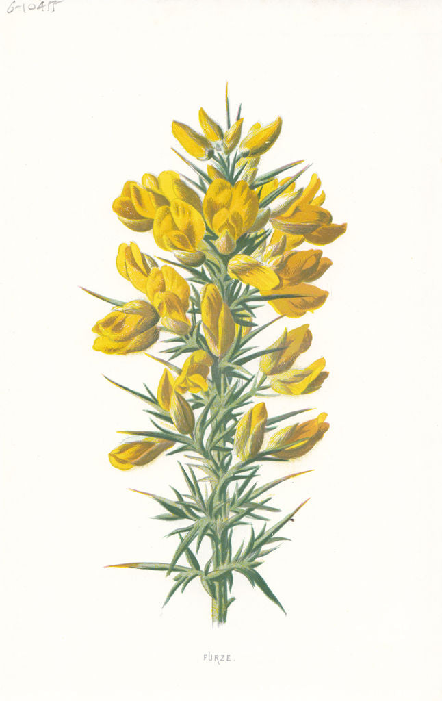 FLOWERS. Furze c1895 old antique vintage print picture